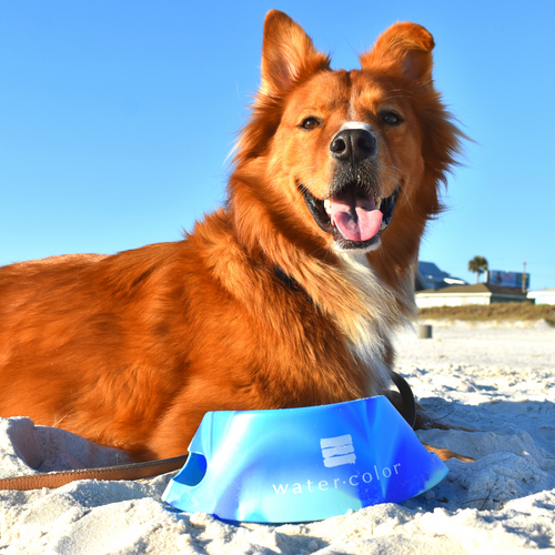 Arctic Sky Dog Bowl